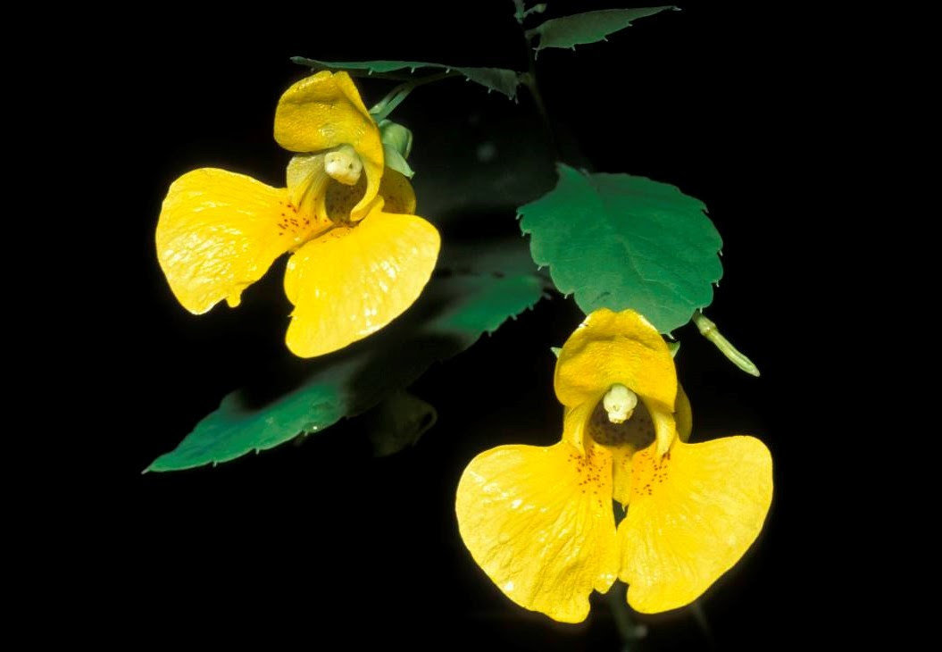 Jewelweed  is one of Missouri's native plants people will be able to learn about at a Missouri Department of Conservation (MDC) program on June 10 at MDC's Springfield Conservation Nature Center.